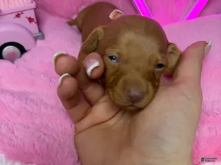 Miniature Dachshund dogs Peanut - Ad 15