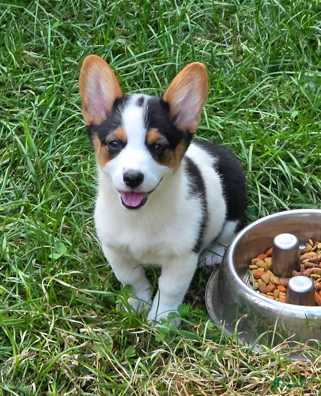 Welsh Corgi Pembroke dogs for sale: Oreo girl  - Ad 1
