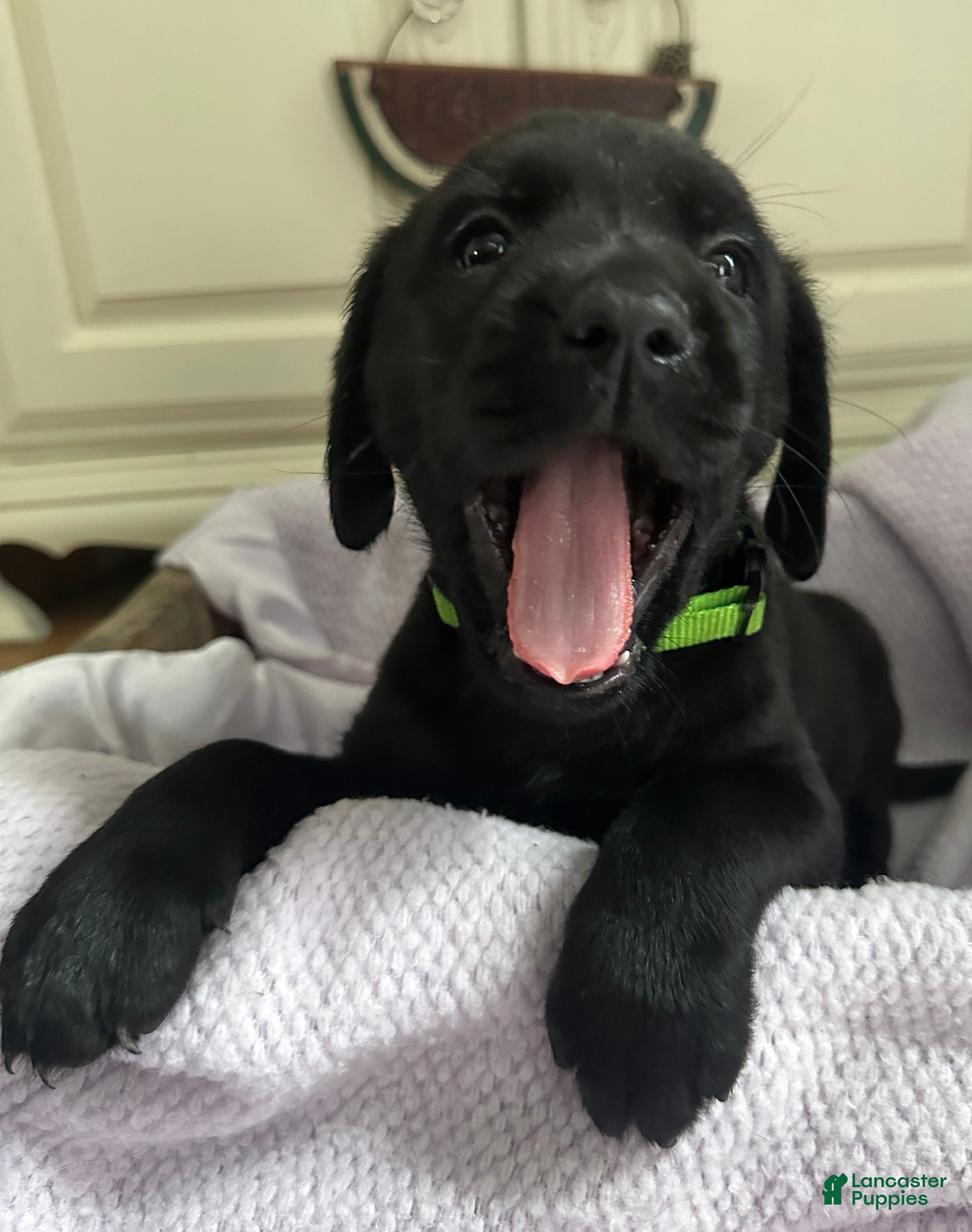 Labrador Retriever dogs Labrador Retriever Green - Ad 24