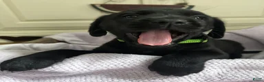 Labrador Retriever Green