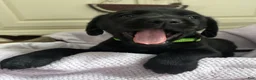 Labrador Retriever dogs for sale: Labrador Retriever Green - Ad 1