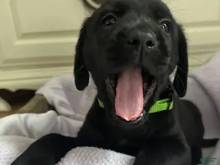 Labrador Retriever dogs Labrador Retriever Green - Ad 1