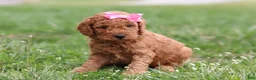 Mini Goldendoodle dogs for sale: Tessa - Ad 9