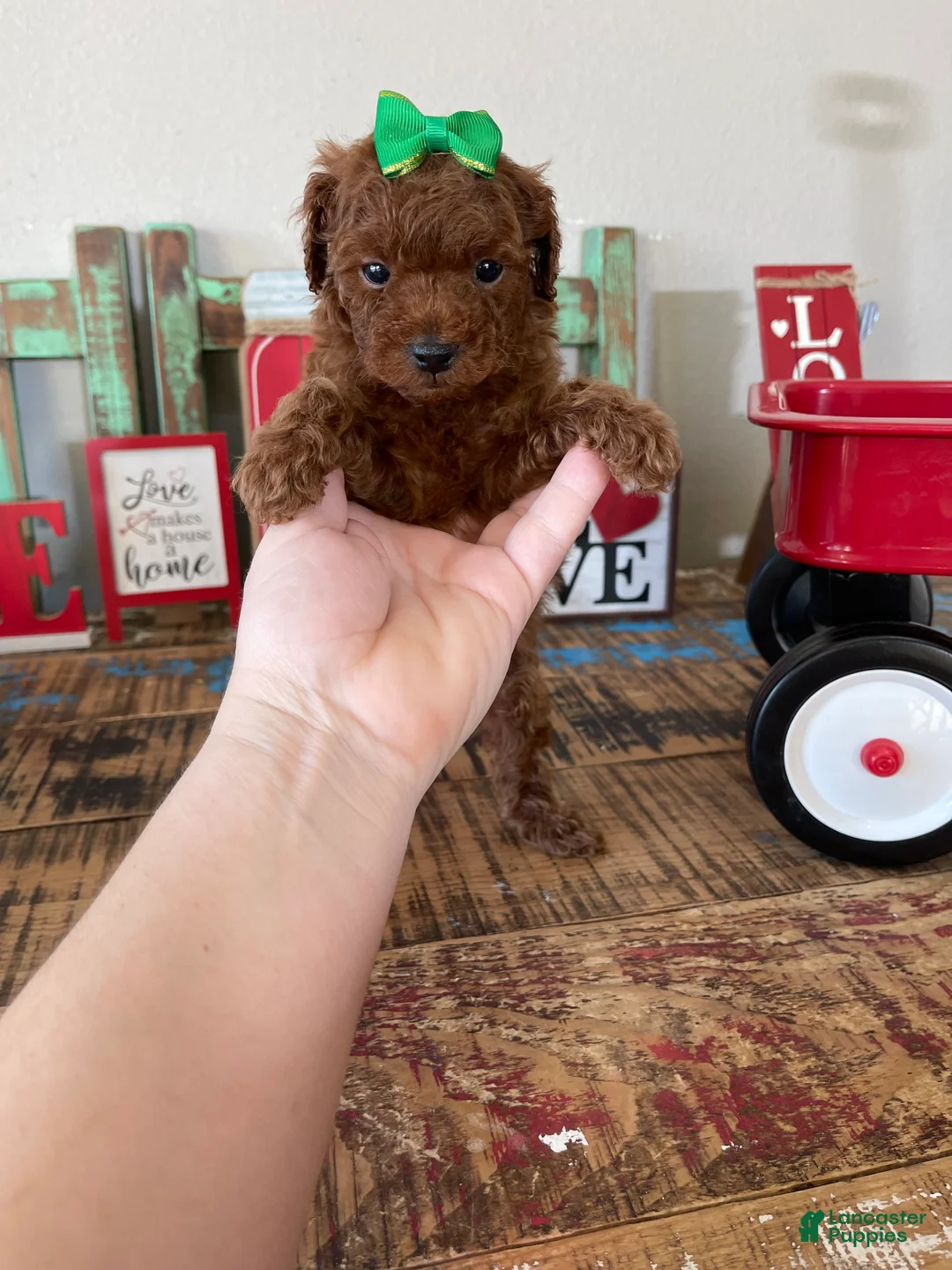 Toy Poodle dogs for sale: Akc Bred Color Red Green Bow - Ad 16