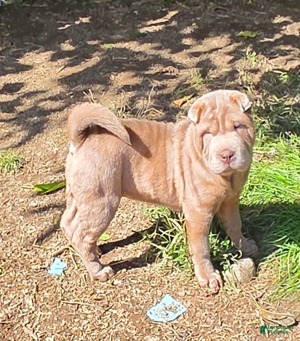 Shar Pei dogs Lyla - Ad 1
