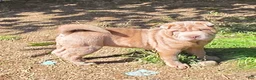 Shar Pei dogs for sale: Lyla - Ad 1