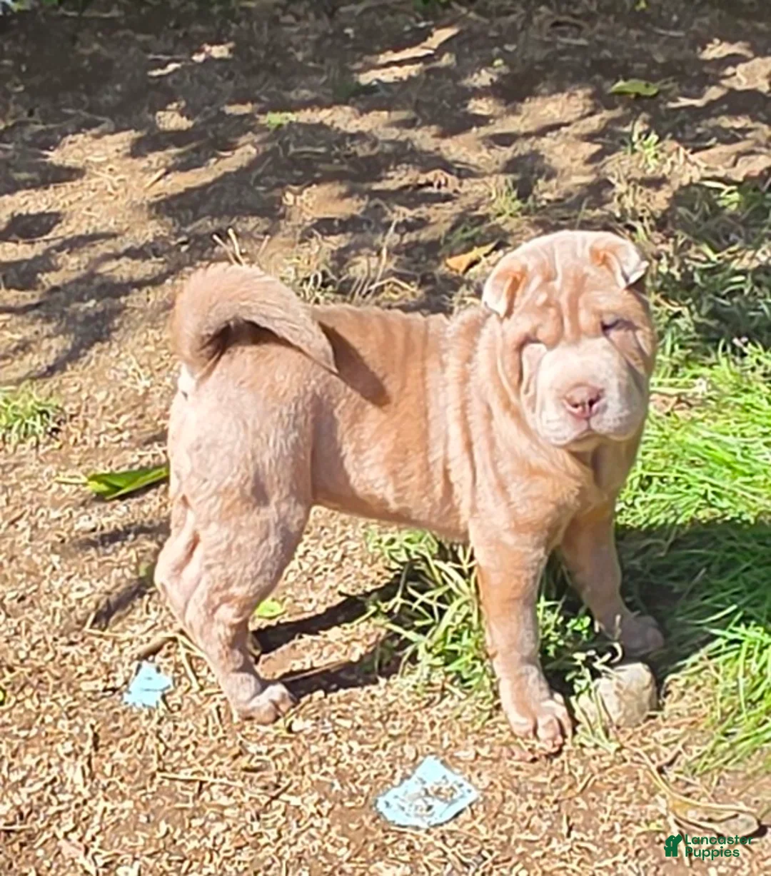 Shar Pei dogs for sale: Lyla - Ad 1