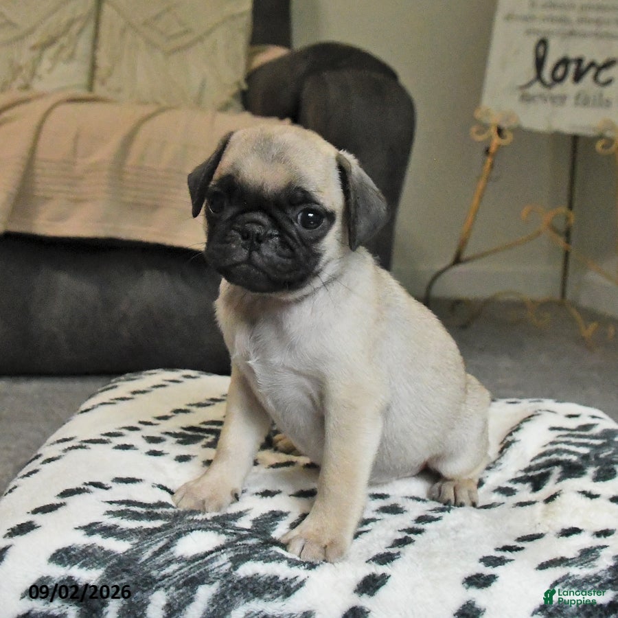Pug dogs Pretzel - Ad 2