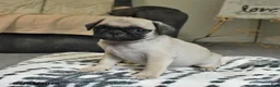 Pug dogs for sale: Pretzel - Ad 2
