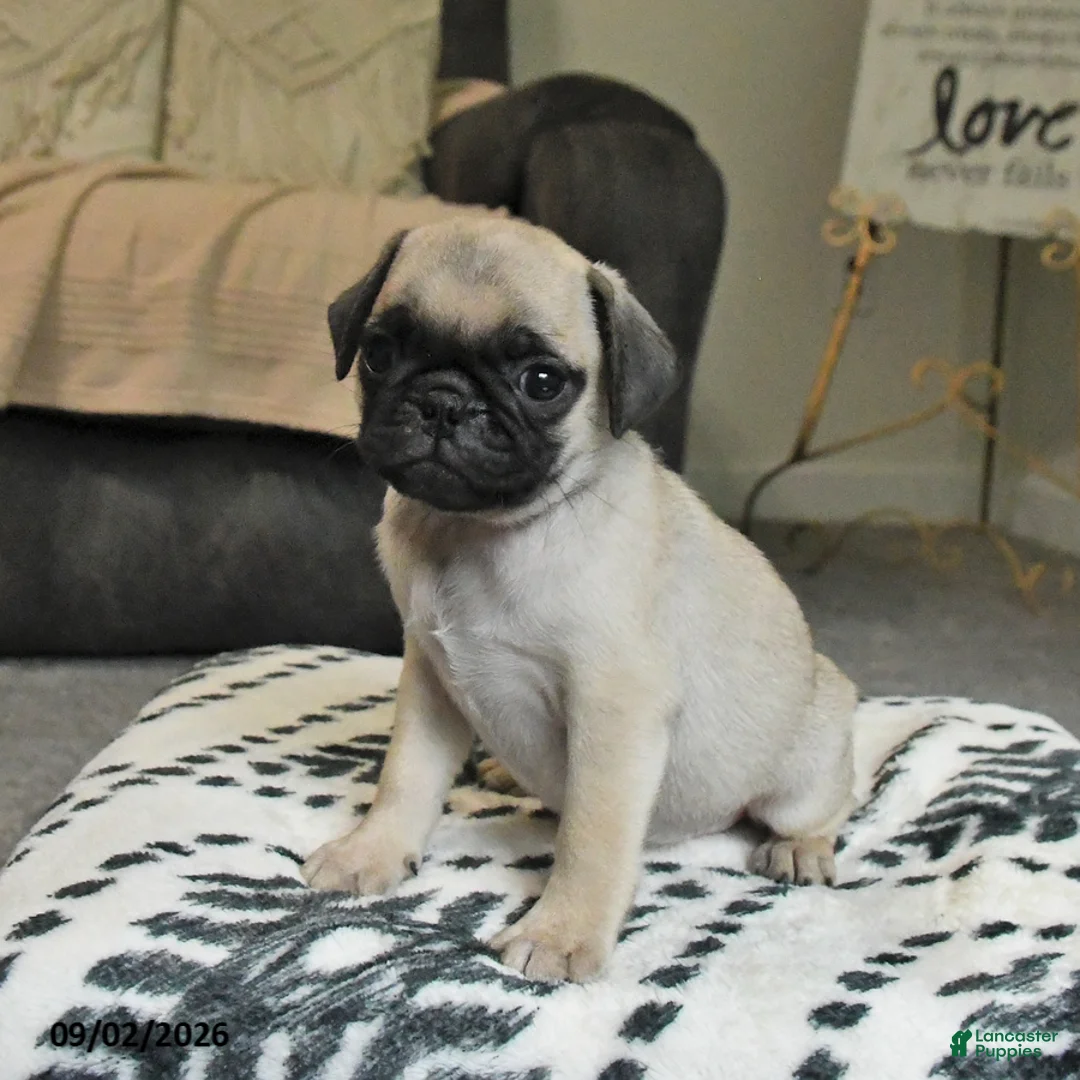 Pug dogs for sale: Pretzel - Ad 2