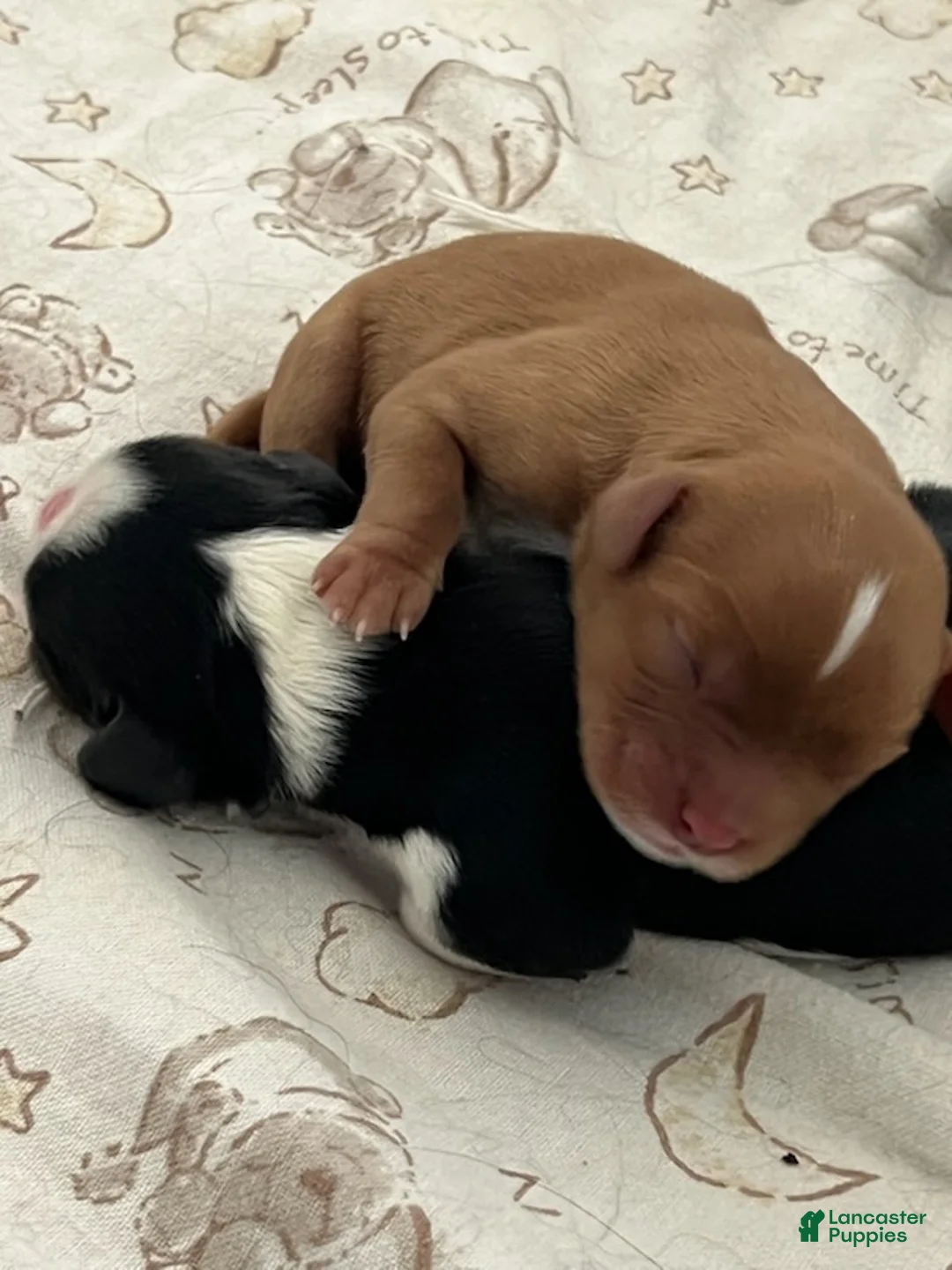 Cavalier King Charles Spaniel dogs for sale: Milo - Ad 1