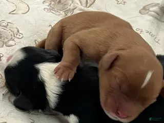 Cavalier King Charles Spaniel dogs for sale: Milo - Ad 1