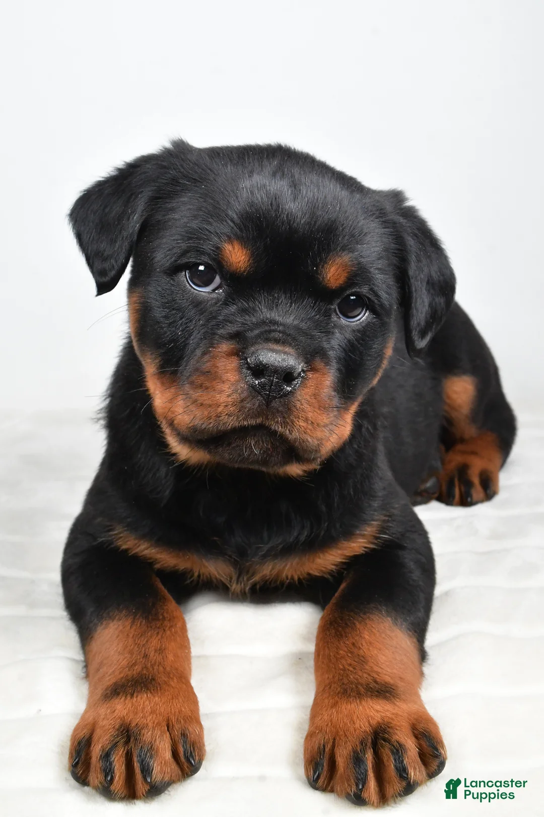 Rottweiler dogs for sale: Princess - Ad 5