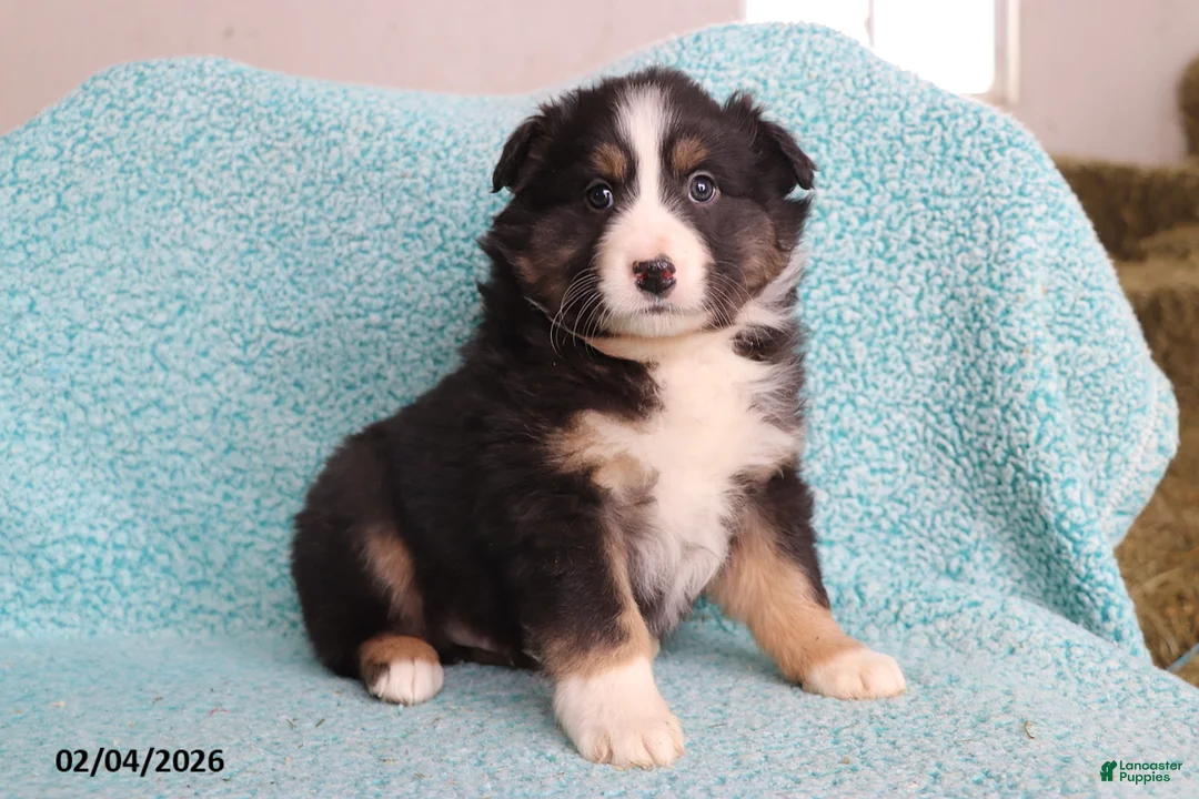 Australian Shepherd dogs for sale: Cuddles - Ad 3