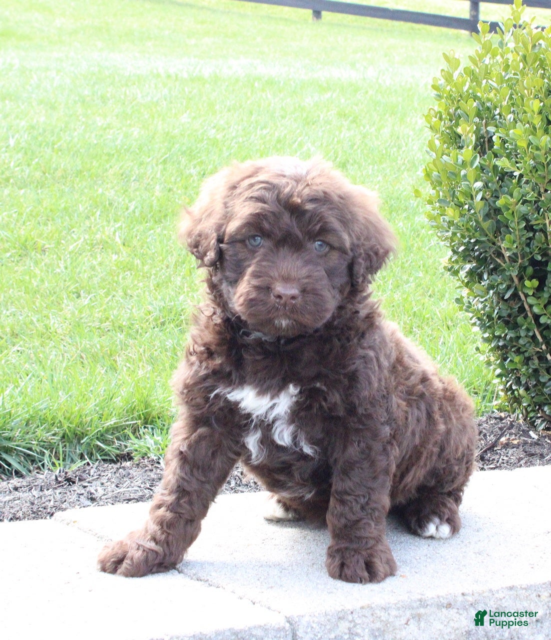 Portuguese Water Dog dogs Forrest - Ad 1