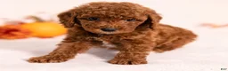 Miniature Poodle dogs for sale: Nevaeh - Ad 3