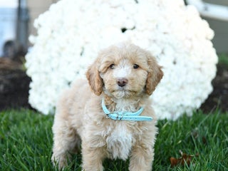 Goldendoodle dogs - Ad 15