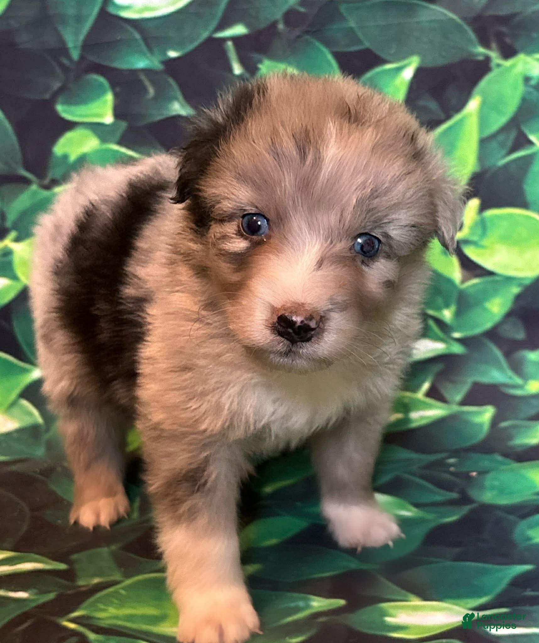 Australian Shepherd dogs Australian Shepherd Puppy 3 - Ad 23