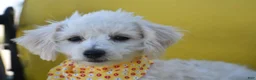 Bichpoo dogs for sale: Bichpoo 1 - Ad 1