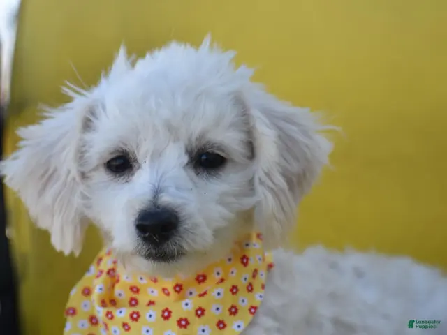Bichpoo dogs for sale: Bichpoo 1 - Ad 1