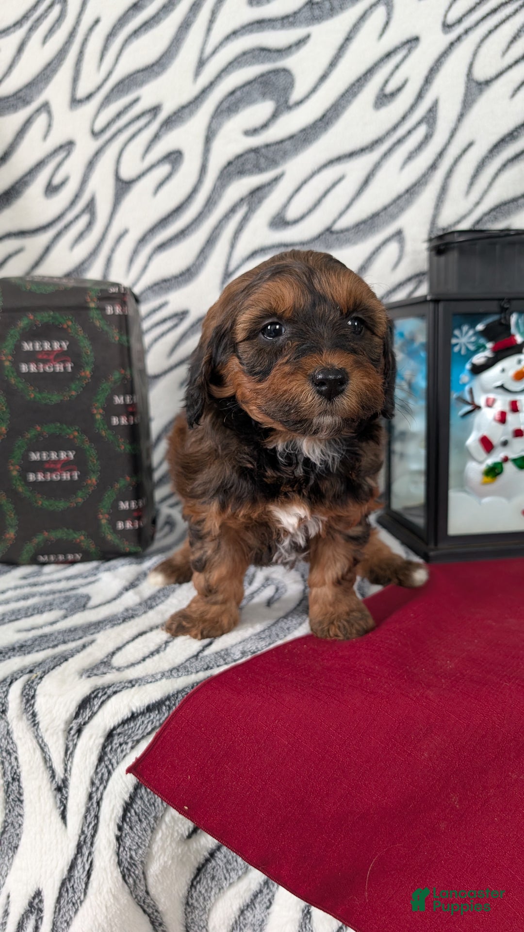 Mixed Breed dogs for sale: Addi - Ad 11