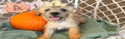 Cairn Terrier dogs for sale: Jessica  - Ad 5