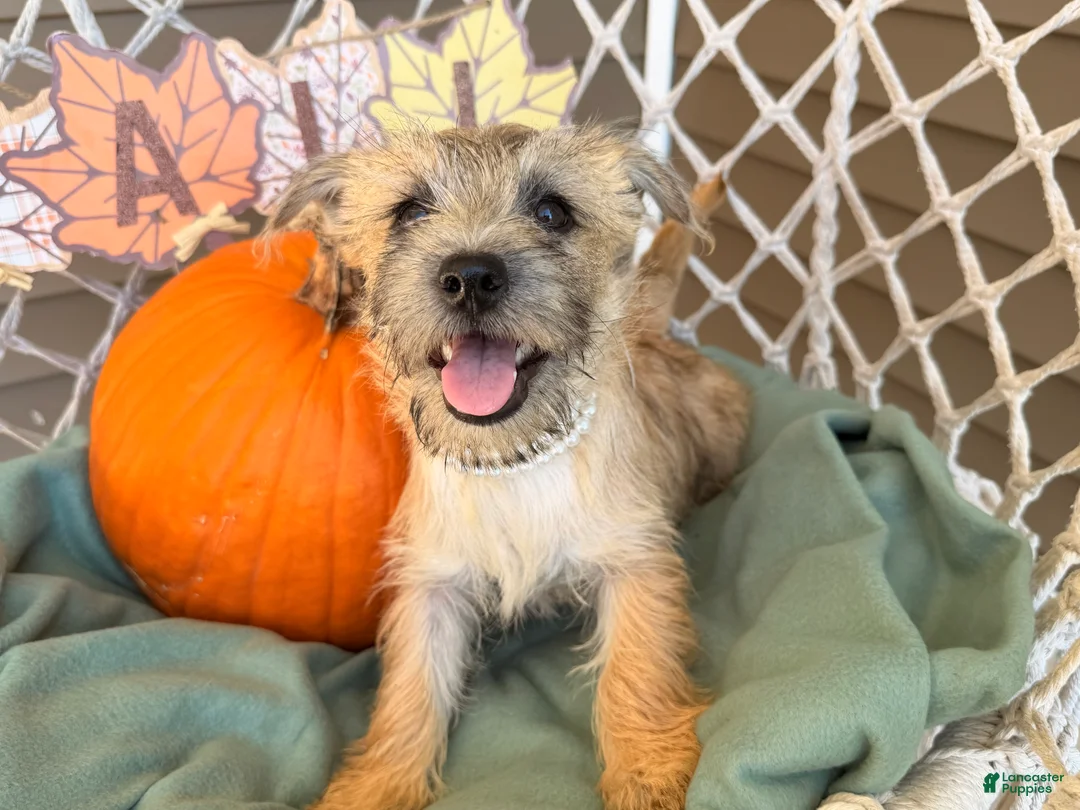 Cairn Terrier dogs for sale: Jessica  - Ad 5
