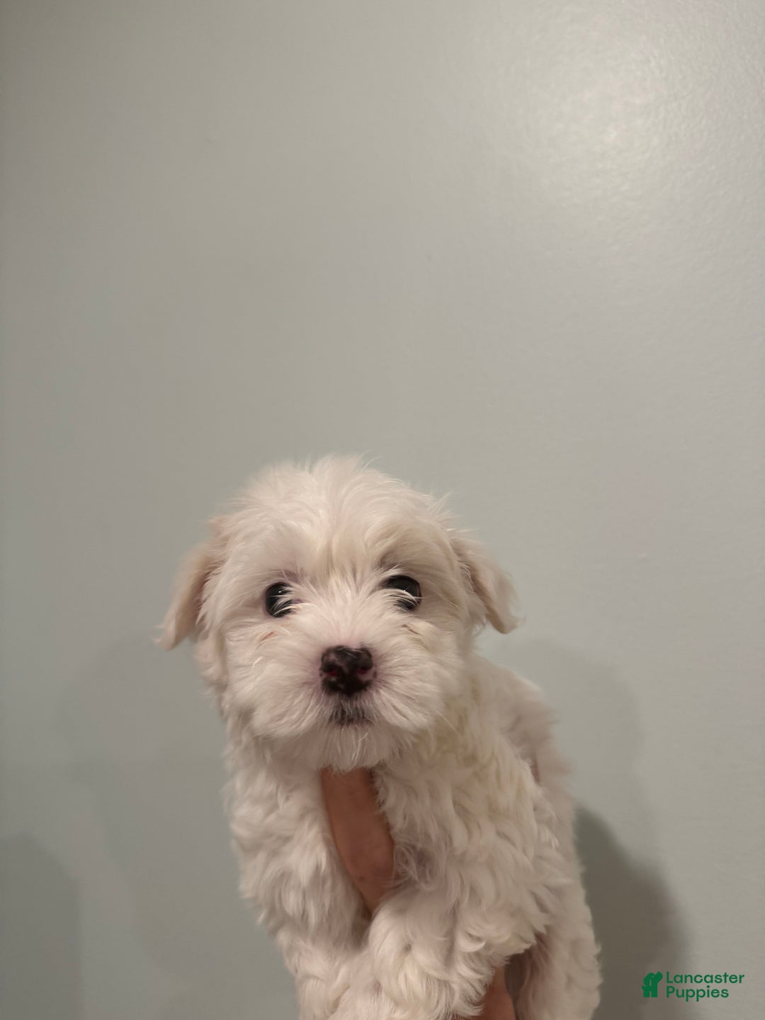 Maltese dogs for sale: Marshmellow - Ad 4