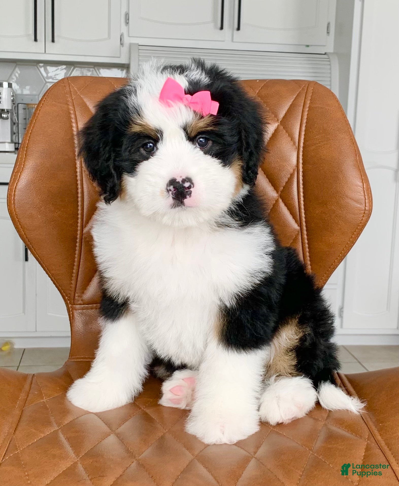 Bernedoodle dogs Bella - Ad 1