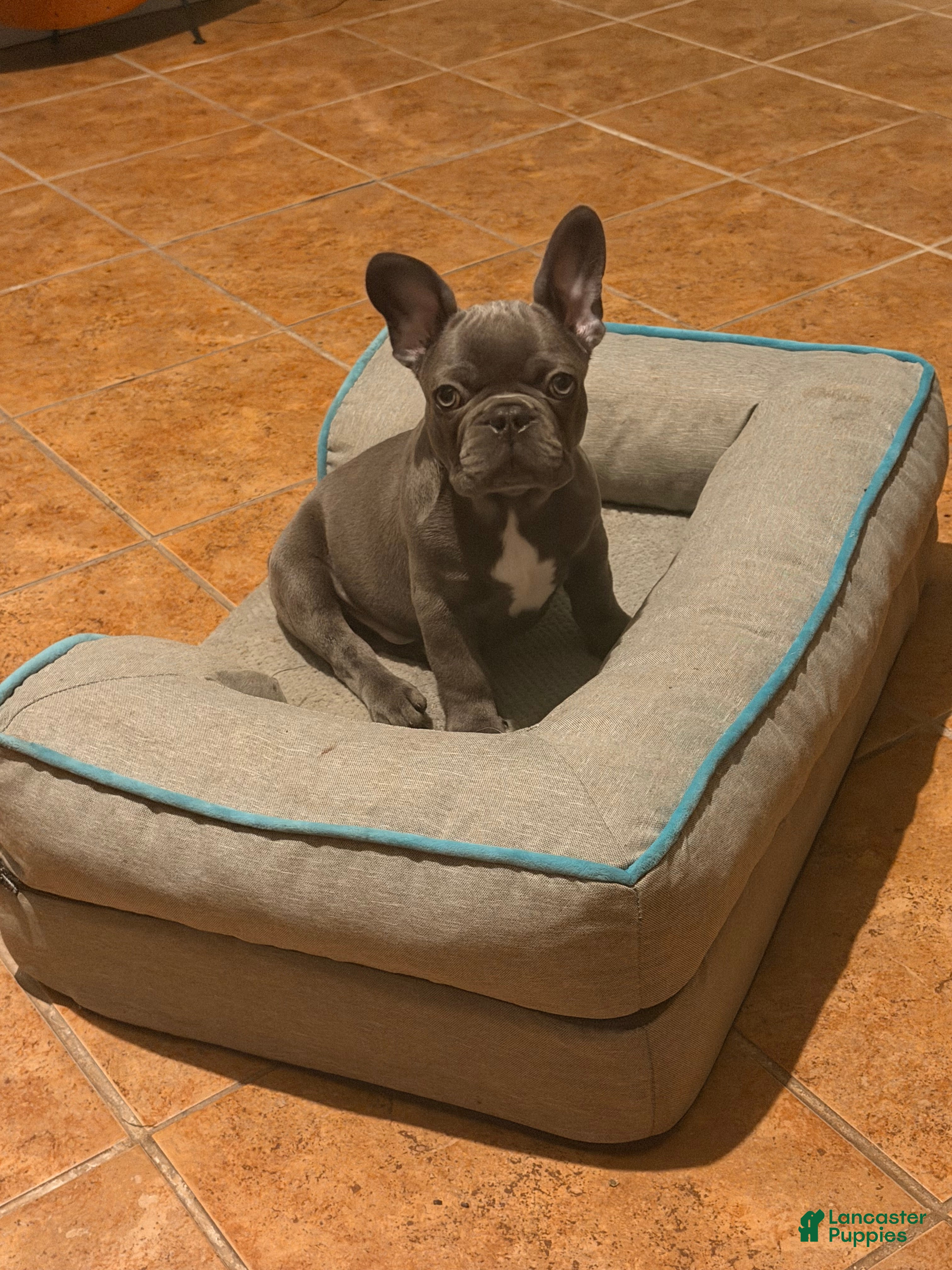 French Bulldog dogs Bluey - Ad 30