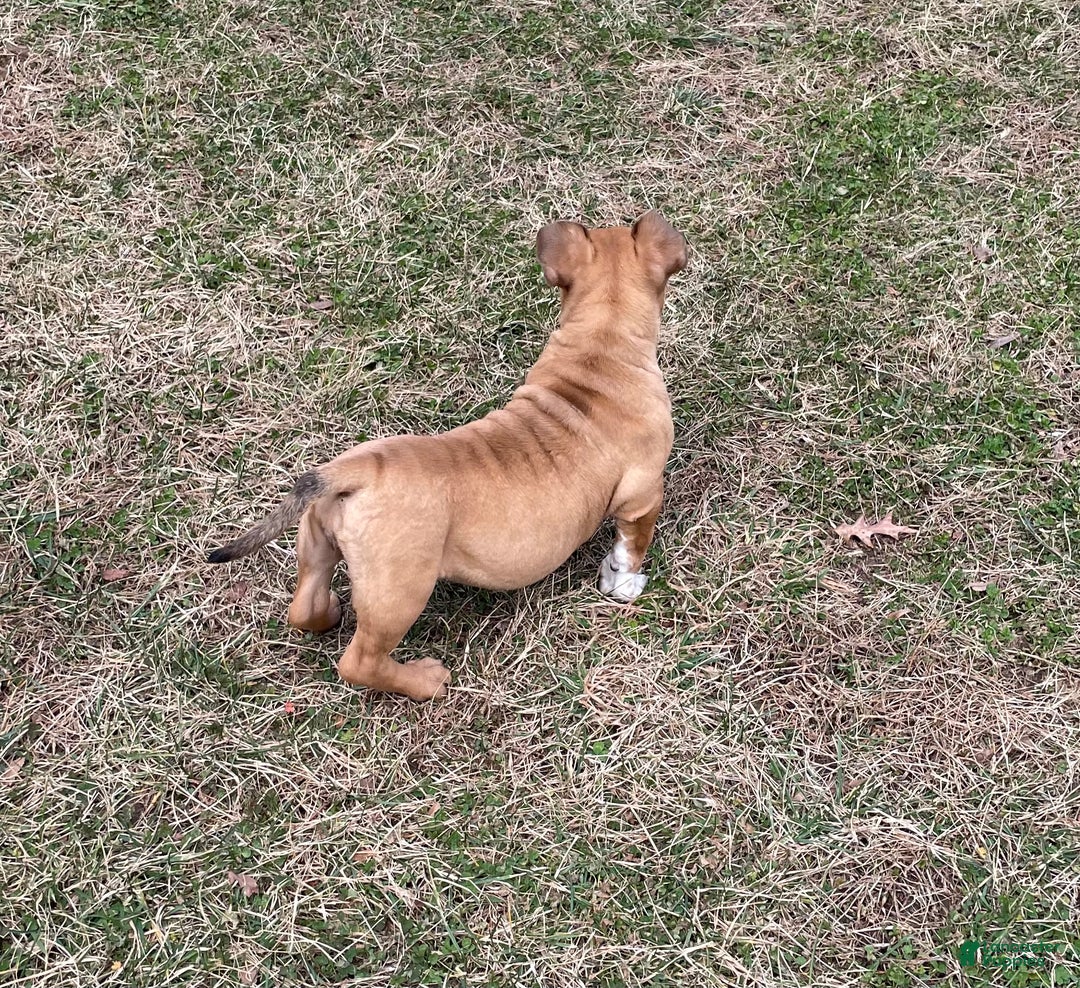 American Bully dogs for sale: Mocha - Ad 10