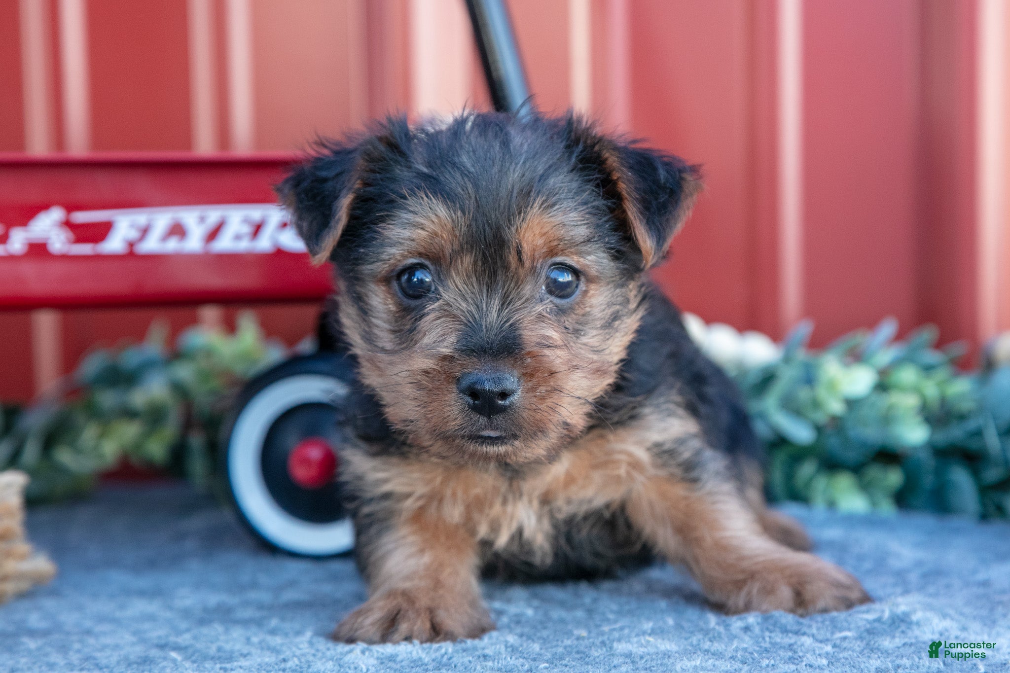 Yorkshire Terrier dogs for sale: Twinkle - Ad 2