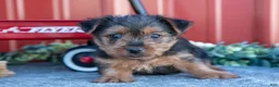 Yorkshire Terrier dogs for sale: Twinkle - Ad 1