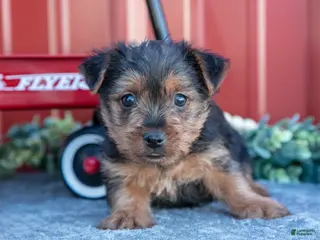 Yorkshire Terrier dogs for sale: Twinkle - Ad 2