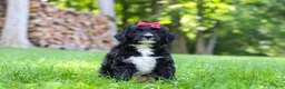 Bernedoodle dogs for sale: Pumpkin - Ad 5