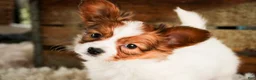 Papillon dogs for sale: Gwennie - Ad 1