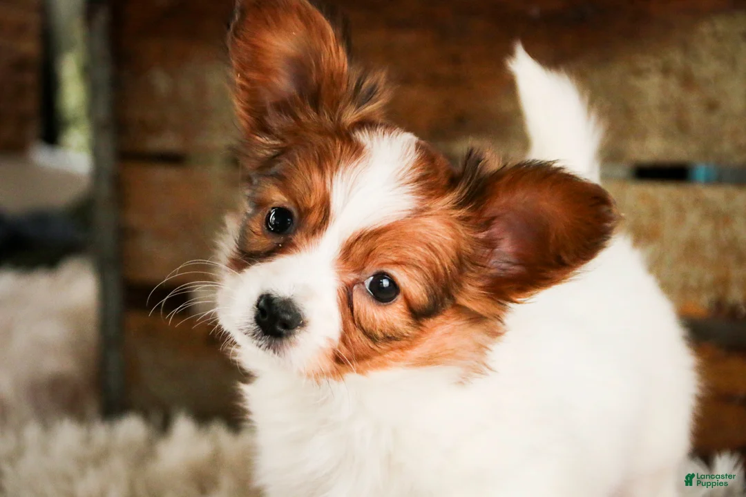 Papillon dogs for sale: Gwennie - Ad 1