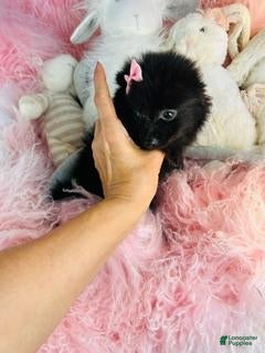 Pomeranian dogs Pomeranian - Hand Delivery - Ad 1