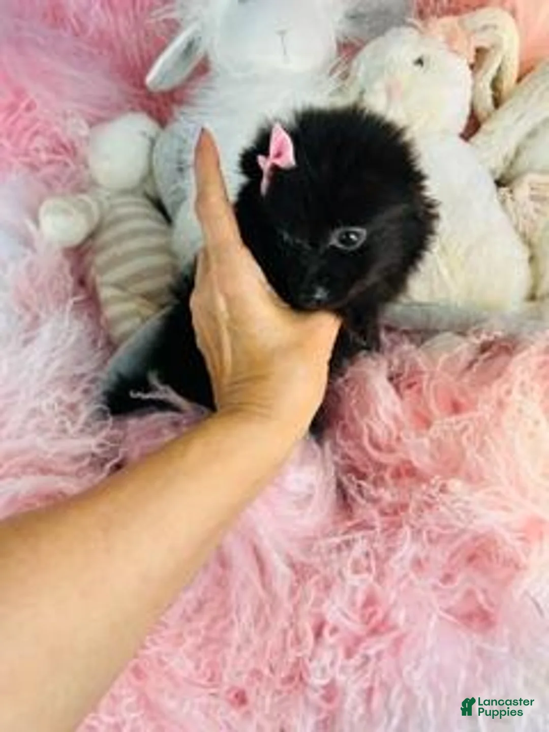 Pomeranian dogs for sale: Pomeranian - Hand Delivery - Ad 1