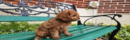 Cavapoo dogs for sale: Jill - Ad 12