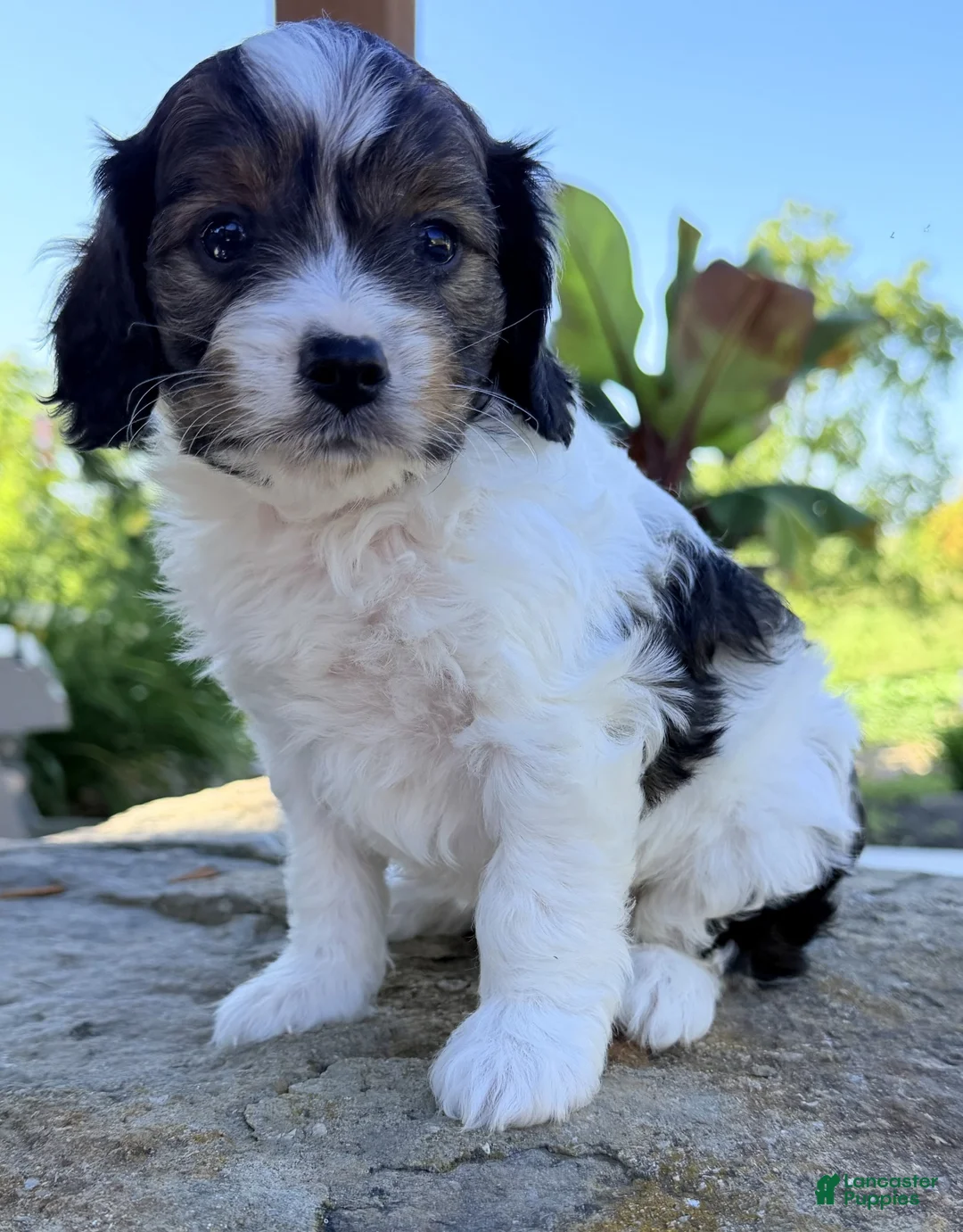 Cavapoo dogs for sale: Monty - Ad 2