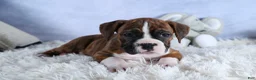 Boxer dogs for sale: Scarlett  - Ad 13