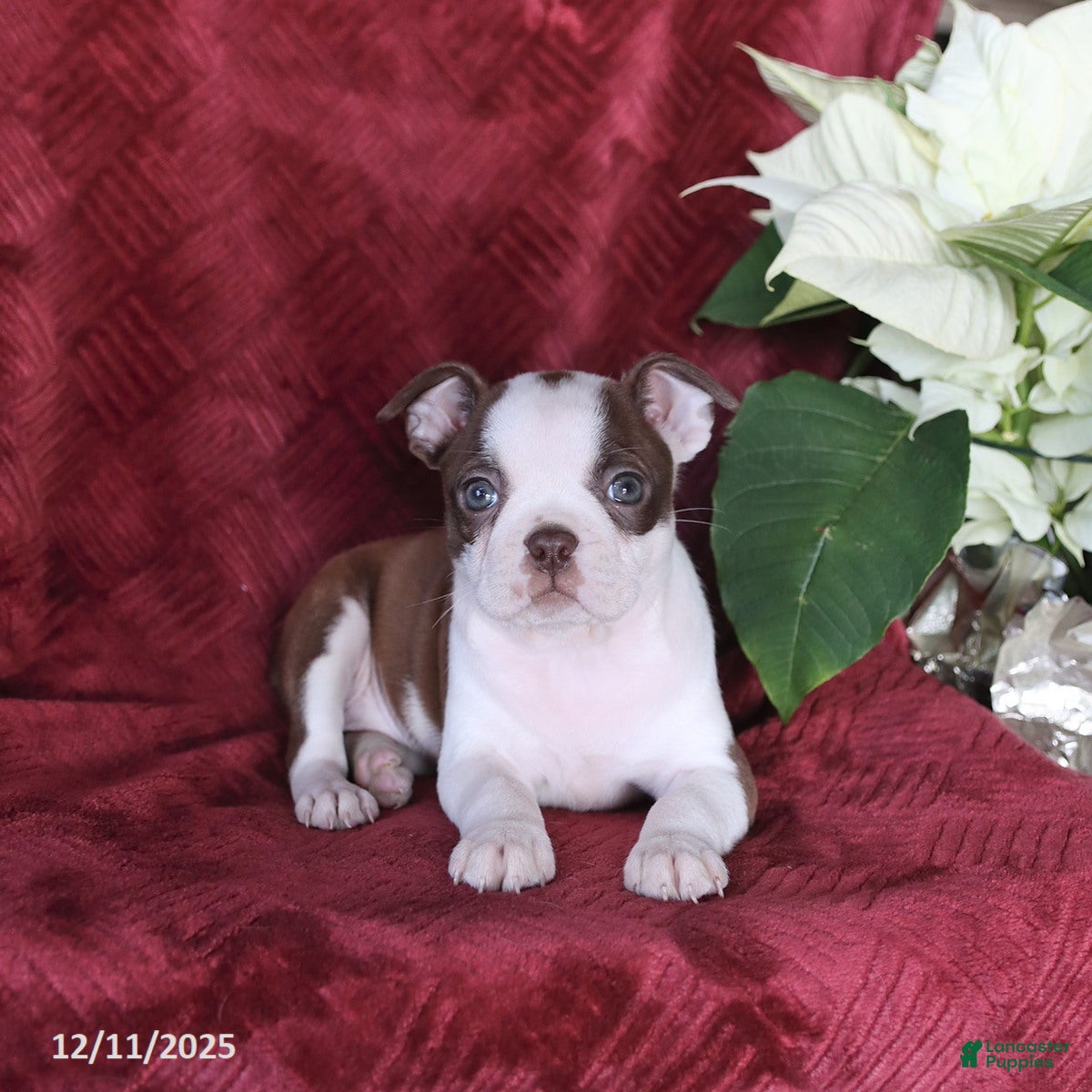 Boston Terrier dogs Bonnie - Ad 32