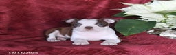 Boston Terrier dogs for sale: Bonnie - Ad 1