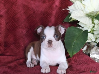 Boston Terrier dogs Bonnie - Ad 22