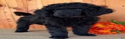 Standard Poodle dogs for sale: Gibbs - Ad 4