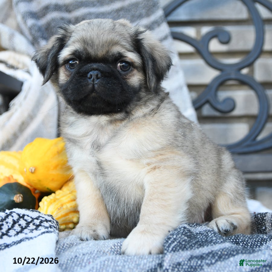 Pug dogs for sale: Captain Wrinkles - Ad 1