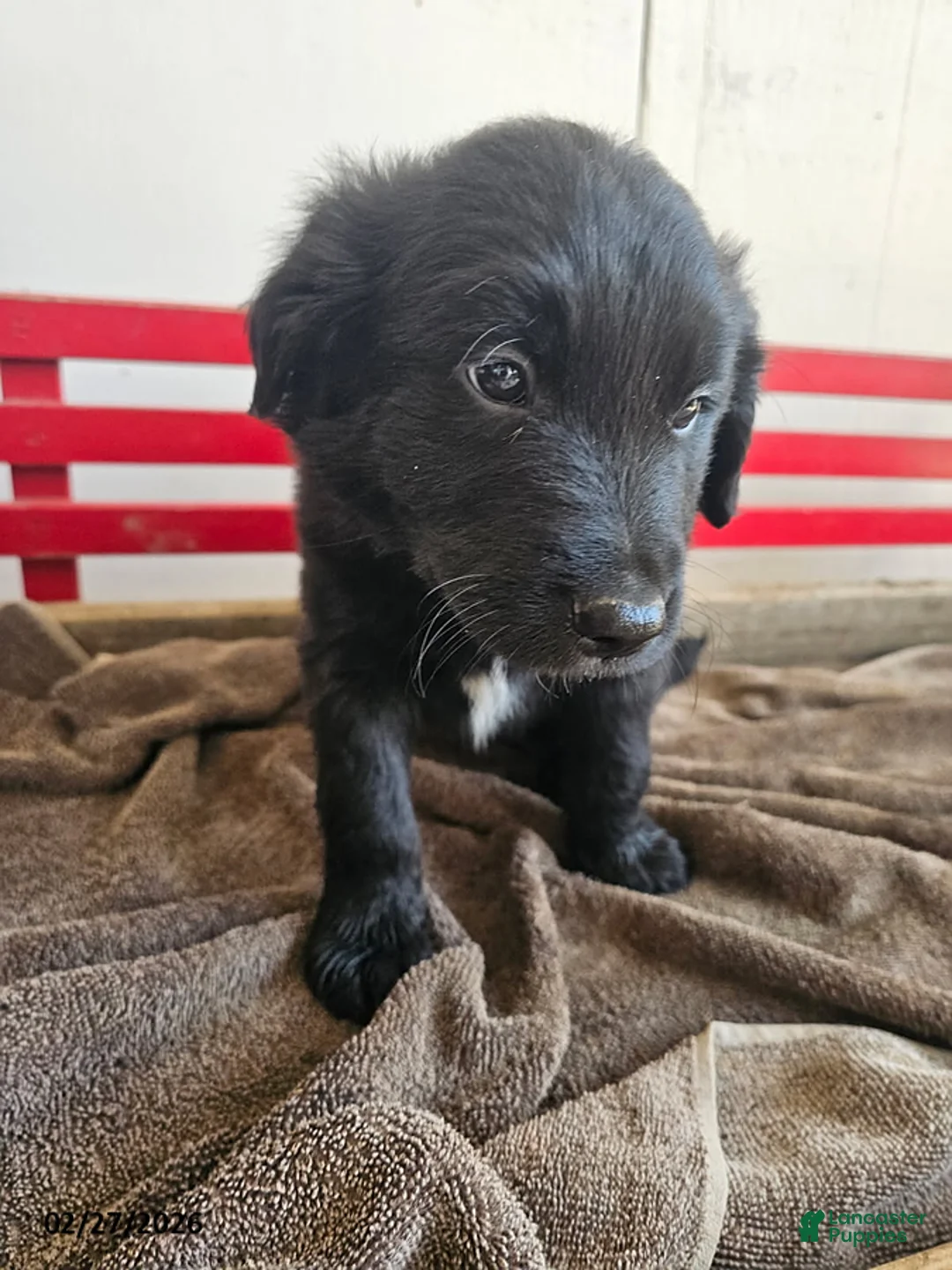 Mixed Breed dogs for sale: Larry - Ad 1