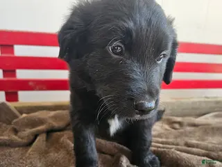 Mixed Breed dogs for sale: Larry - Ad 1