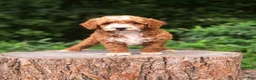 Mini Goldendoodle dogs for sale: Roxy - Ad 6